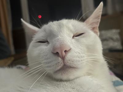 Chester's Profile Picture